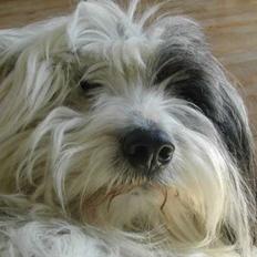 Blanding af racer Charlie 