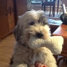 Blanding af racer Charlie 