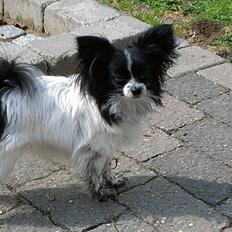 Papillon Putte