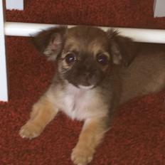 Chihuahua Fanny