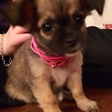Chihuahua Fanny