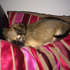 Chihuahua Fanny