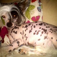 Chinese crested hårløs Quiin Diva