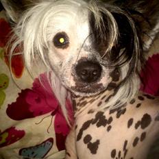 Chinese crested hårløs Quiin Diva
