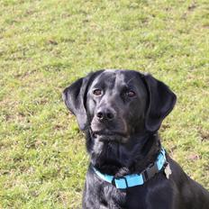 Labrador retriever Boris