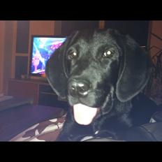 Labrador retriever Boris