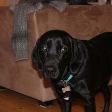 Labrador retriever Boris