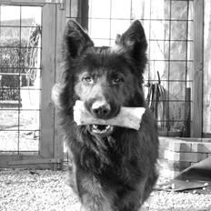 Schæferhund Diesel