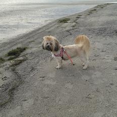 Shih tzu Tinka