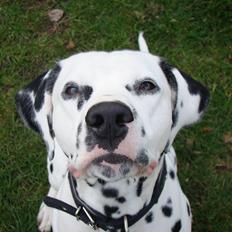 Dalmatiner Diego 'Flyttet' LÆS BESKRIVELSE
