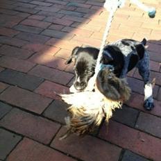 Ruhåret hønsehund Hjortlunds Eiko