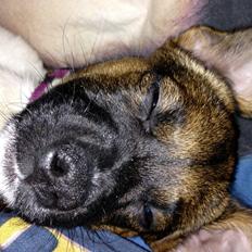 Blanding af racer Nellie