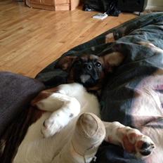 Blanding af racer Nellie