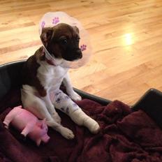 Blanding af racer Nellie