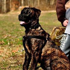 Rottweiler Blanding | Enya