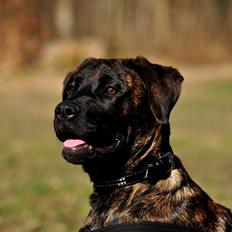 Rottweiler Blanding | Enya