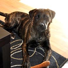 Rottweiler Blanding | Enya