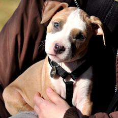 Staffordshire bull terrier Blanding | Eiwa