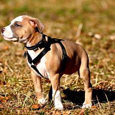 Staffordshire bull terrier Blanding | Eiwa