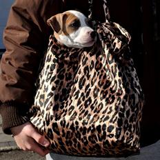 Staffordshire bull terrier Blanding | Eiwa