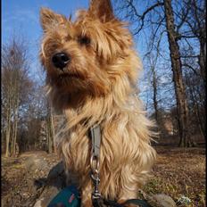 Australsk terrier Luka Min engel