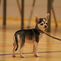 Chihuahua High Fly Zumo Last One