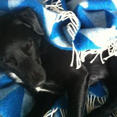 Blanding af racer Elmo