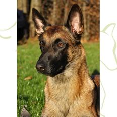 Malinois Green basilisk's Avery .... Cosha 