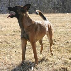 Malinois Green basilisk's Avery .... Cosha 