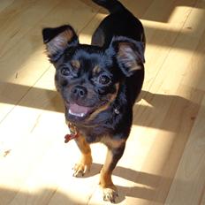 Blanding af racer Luna