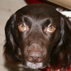 Kleiner münsterländer Riki