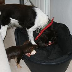 Kleiner münsterländer Riki