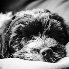 Bichon havanais Mango