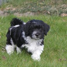 Bichon havanais Mango