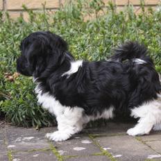 Bichon havanais Mango