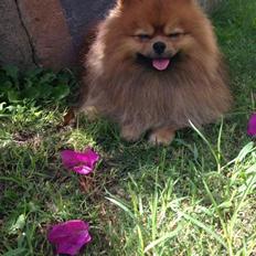Pomeranian Chippy "Chips"