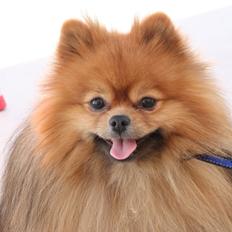 Pomeranian Chippy "Chips"