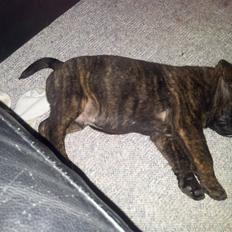 Blanding af racer Hercules