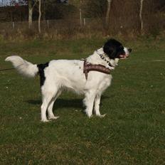 Blanding af racer Alba