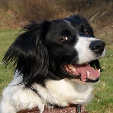 Blanding af racer Alba