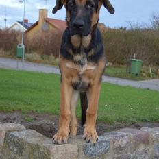 Blanding af racer Bozco