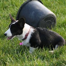 Welsh corgi cardigan Maggie