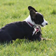 Welsh corgi cardigan Maggie