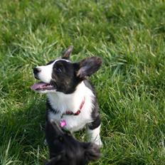Welsh corgi cardigan Maggie