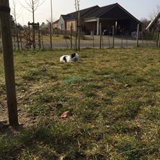 Bichon havanais Nimbus