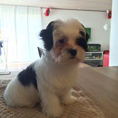 Bichon havanais Nimbus