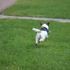 Jack russell terrier Cully