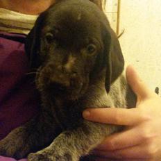 Ruhåret hønsehund Lynghedens Chandler