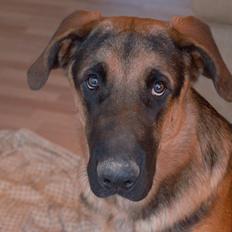 Blanding af racer Bozco