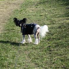 Chinese crested hårløs Calle